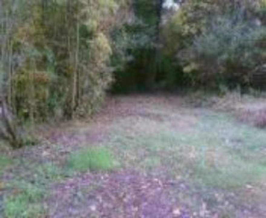 Ecureuil a la chasse