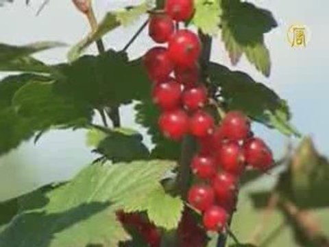 На Камчатке началось извержение шести вулканов одновременно