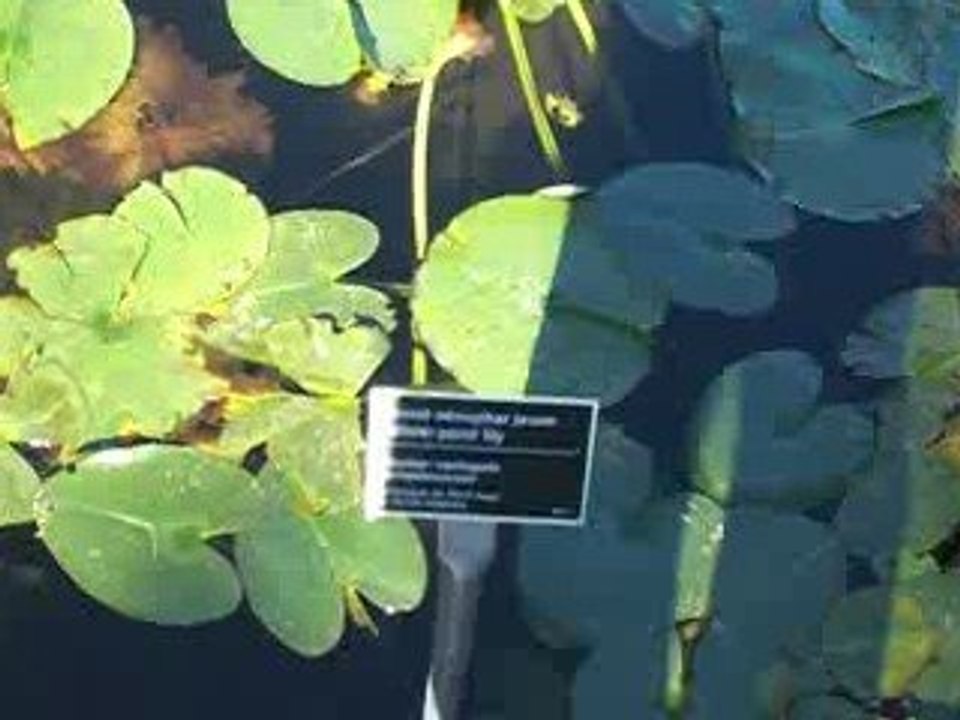 nenuphars au jardin botaniquee