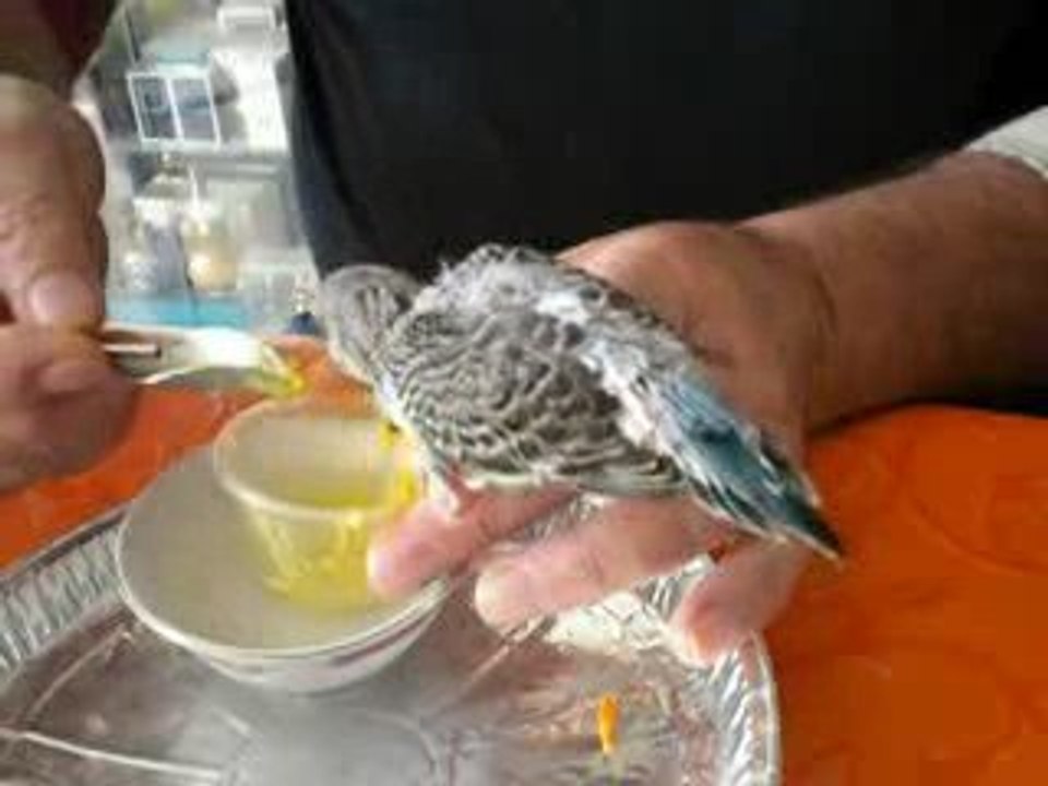 Titi 26 jours repas cuillère