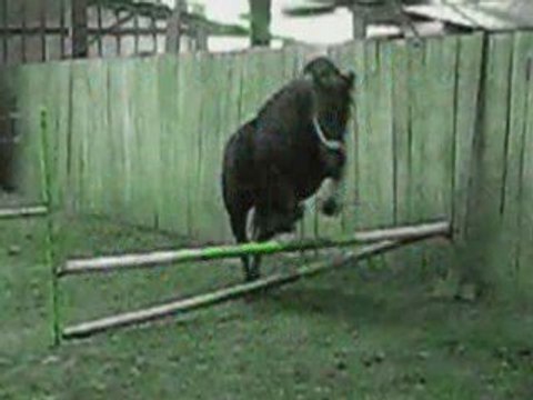 Jument Demi Frison & Demi Trotteur & Féfé & Polka ♥