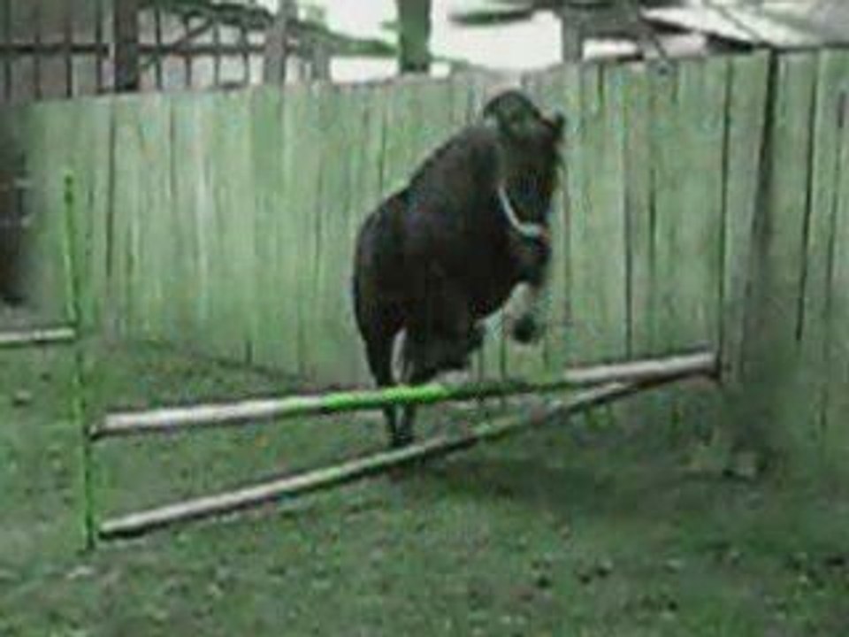 Jument Demi Frison & Demi Trotteur & Féfé & Polka ♥