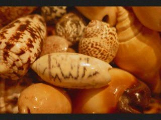 Keajaiban Allah Siput Laut