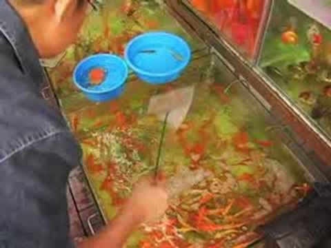 HOTEL INTER-CONTINENTAL HONG Concierge Video