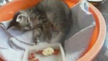 Gatita en adopción
