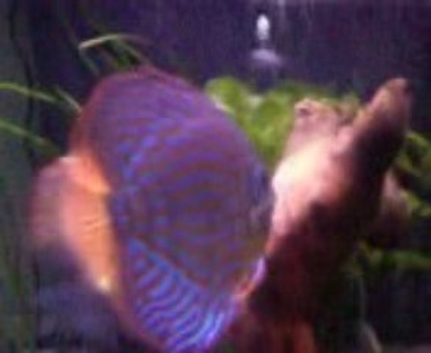 le ponte de mes discus