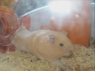 Willy Tu m'manque ='(