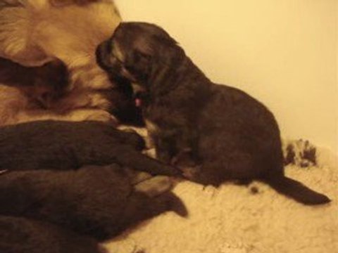 Chiots bergers allemands 16 jours