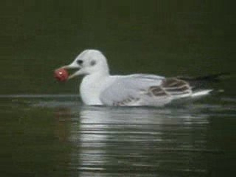 Mouette baguée polonaise au Carouge les 14-09-09 et 18-09-09