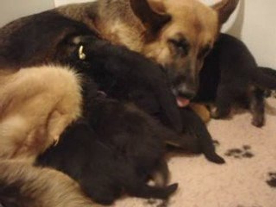 Chiots bergers allemands 16 jours