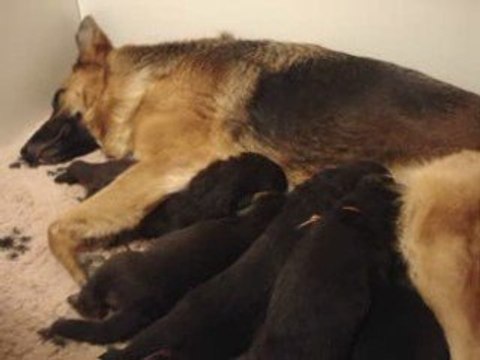 Chiots bergers allemands 16 jours