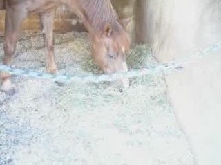 gabelle qui mange