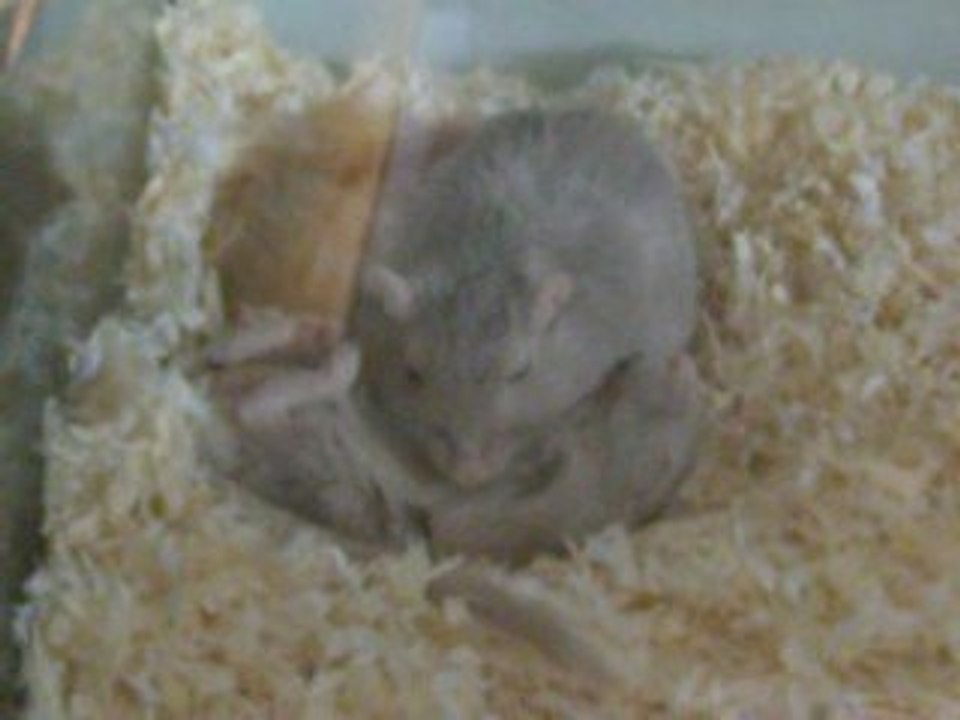 sommeil gerbilles