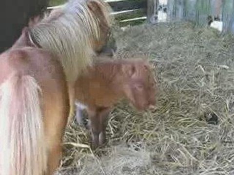 Vigneux : fête du cheval 2009