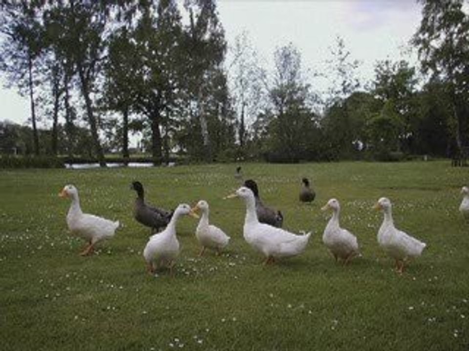 Eckhart Tolle - Les stratagèmes de l'ego