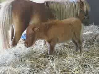 Vigneux : fête du cheval 2009