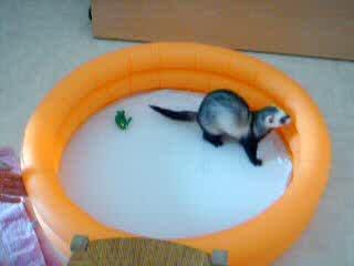 Bonbon mon furet a la piscine!!!!