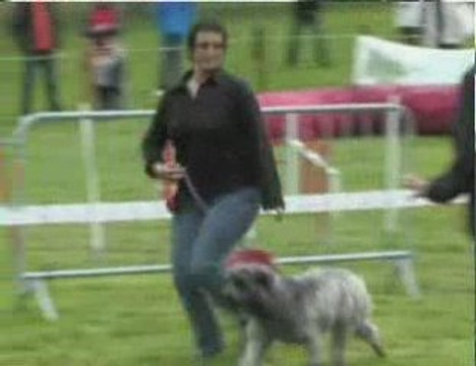 Fête des chiens des Pyrénées 2009 Argelès-Gazost