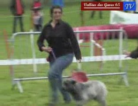 Fête des chiens des Pyrénées 2009 Argelès-Gazost