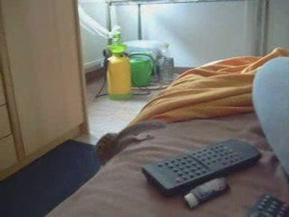 nutty mon ecureuil de corée