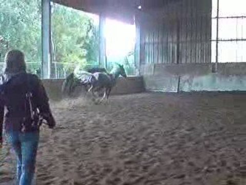 mes juments en liberté