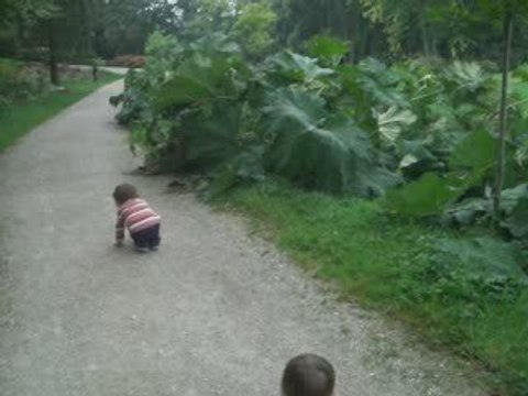 Courses de grenouilles