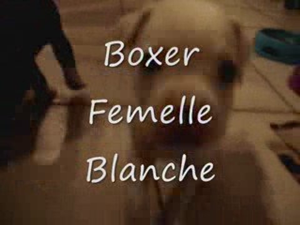 Chiot boxer B