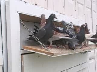Pigeon Pals Daily Racing Club News 71 Lots Of Races
