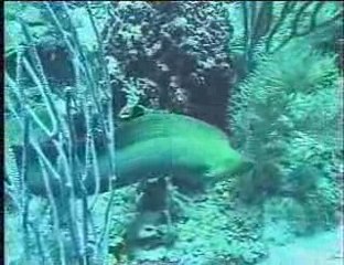 Leslie O'Neill Scuba Explorers Roatan Honduras