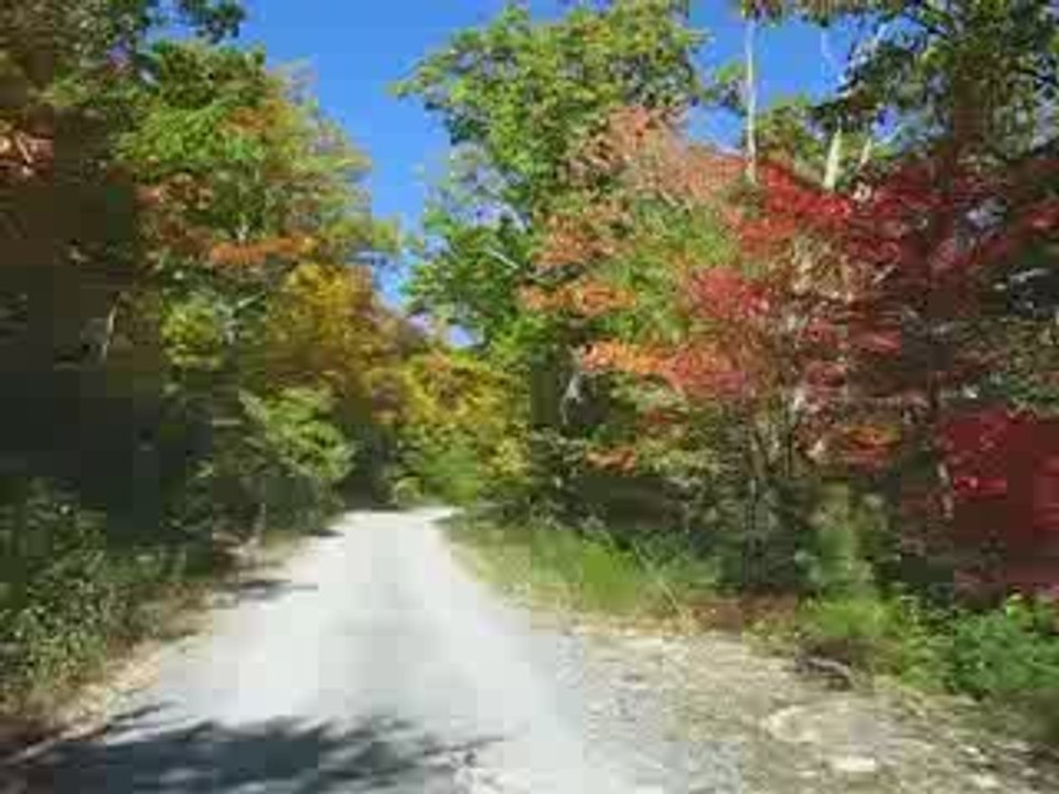 Fall Foliage