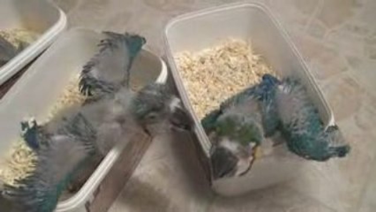 1ère vidéo des bébés ara à 2 mois le 26 septembre 09