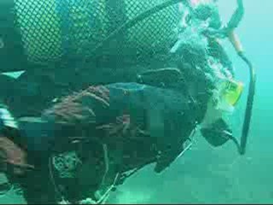 Vanda Diving