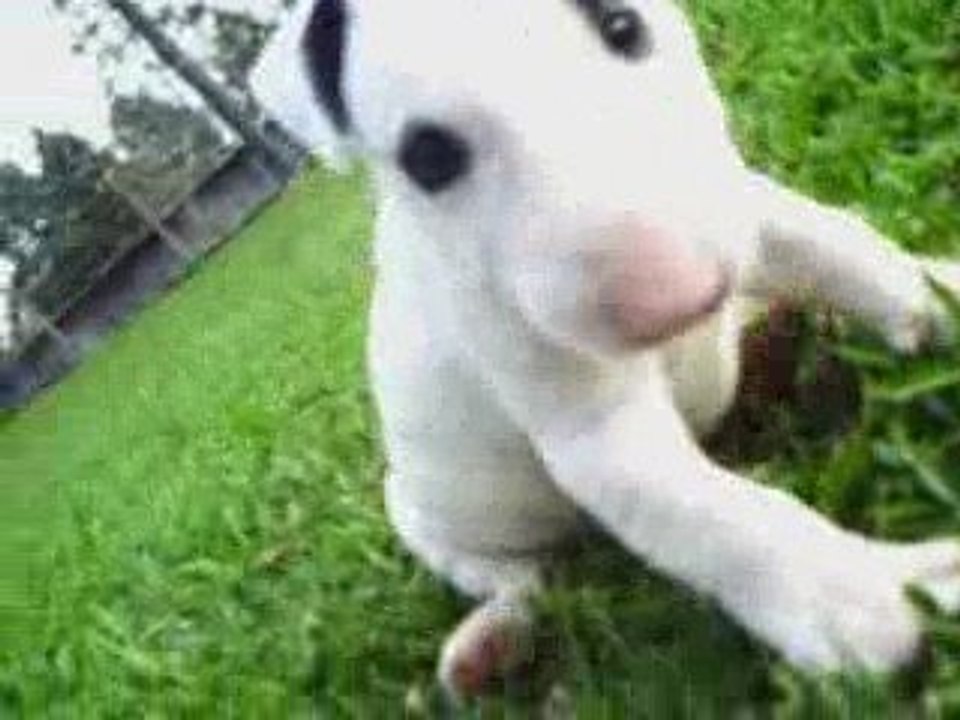 Bull Terrier puppies