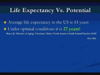 Is Your Dog Food Killing Your Dog