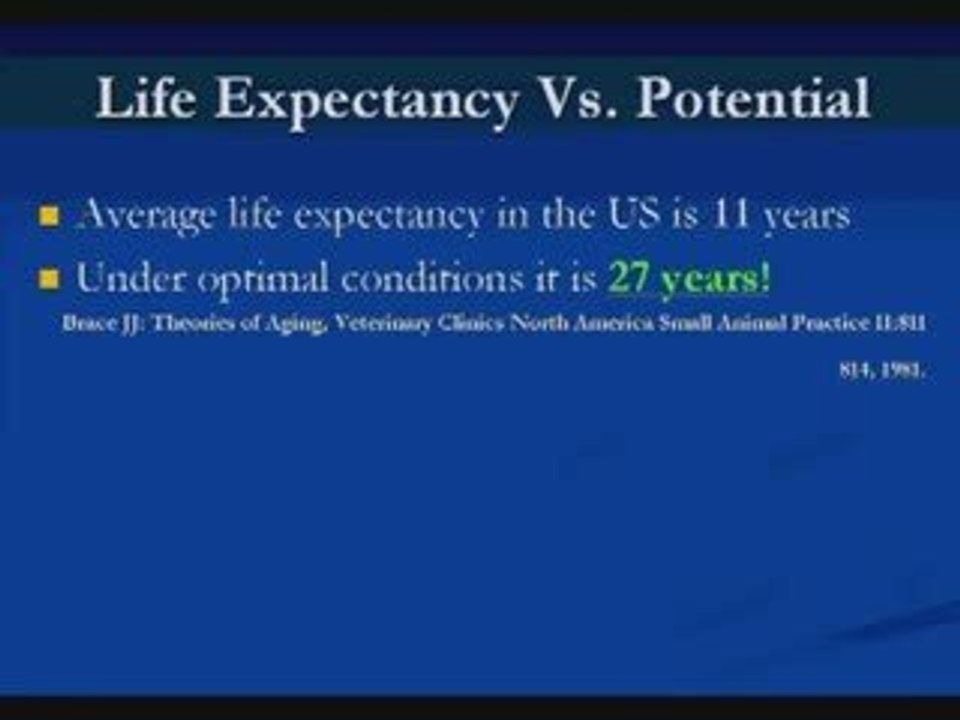 Is Your Dog Food Killing Your Dog