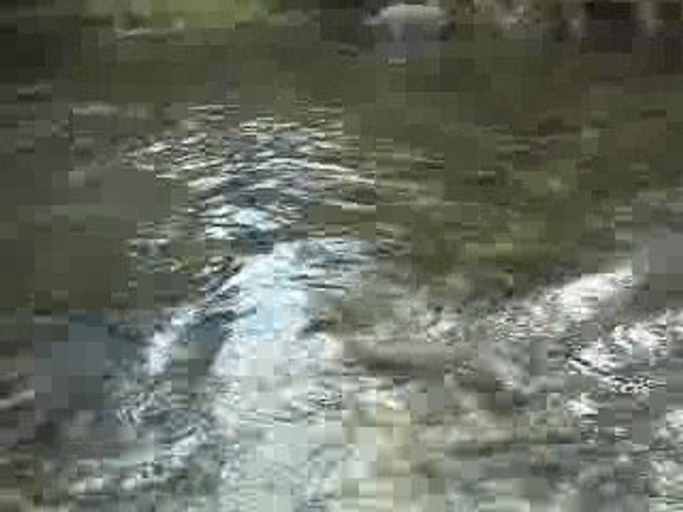bellearcdvix