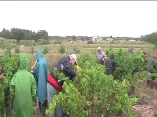 Vendanges chez Fréféric