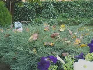 otoño, el canto de los pájaros