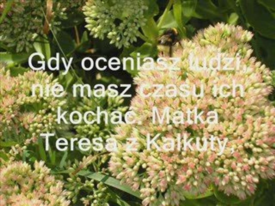 PhotoStory1.wp3 Cytaty