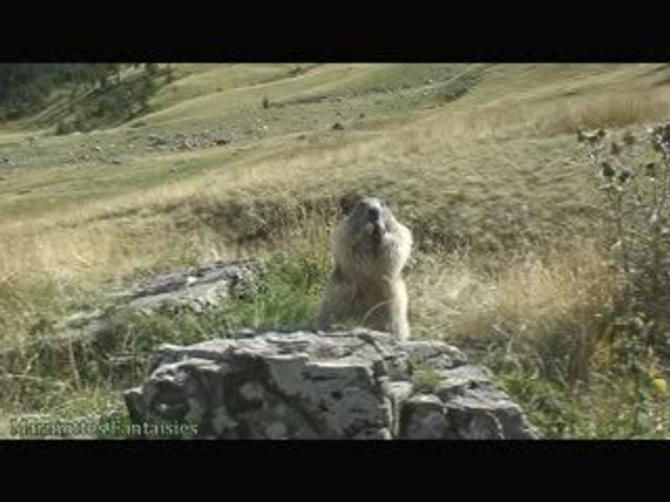 La chanson du miam miam des marmottes (nom nom song)