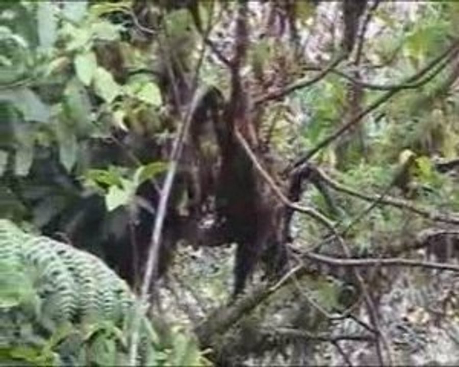 Les singes de la forêt de Nyungwe au Rwanda