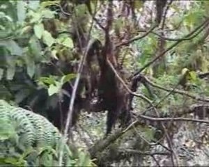 Les singes de la forêt de Nyungwe au Rwanda