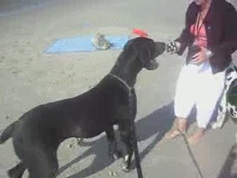 Dahli eT Elios a la mer 078