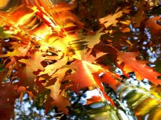 ZŁOTA POLSKA JESIEŃ