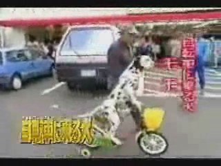 chien qui fait du velo