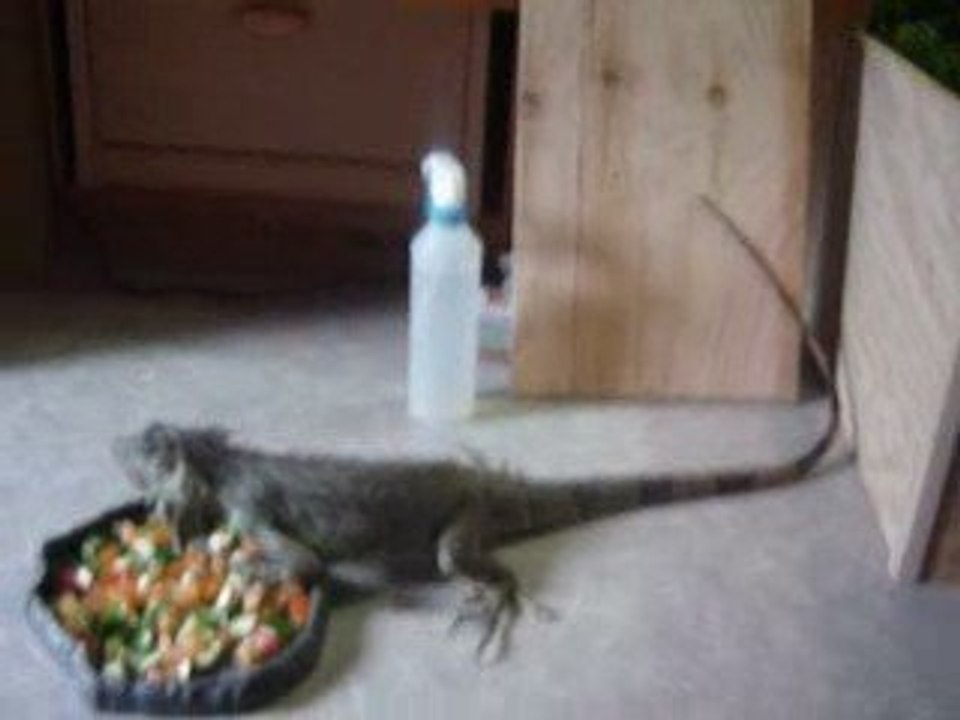 Iguane