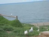 Les mouettes a philipp island