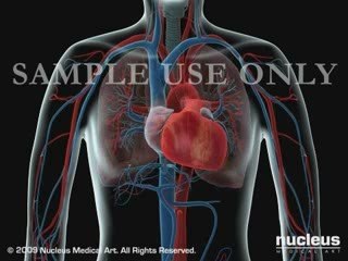 Heart and Lungs