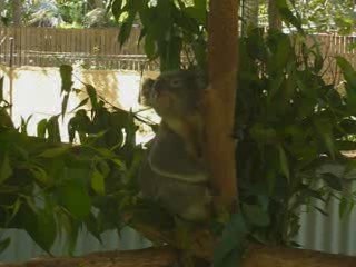 Koala en action à Magnetic Island