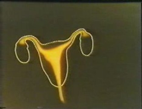 Sexualidad femenina: Anatomia y fisiologia